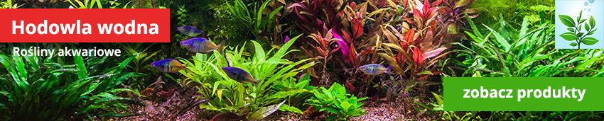 rośliny akwariowe kategoria